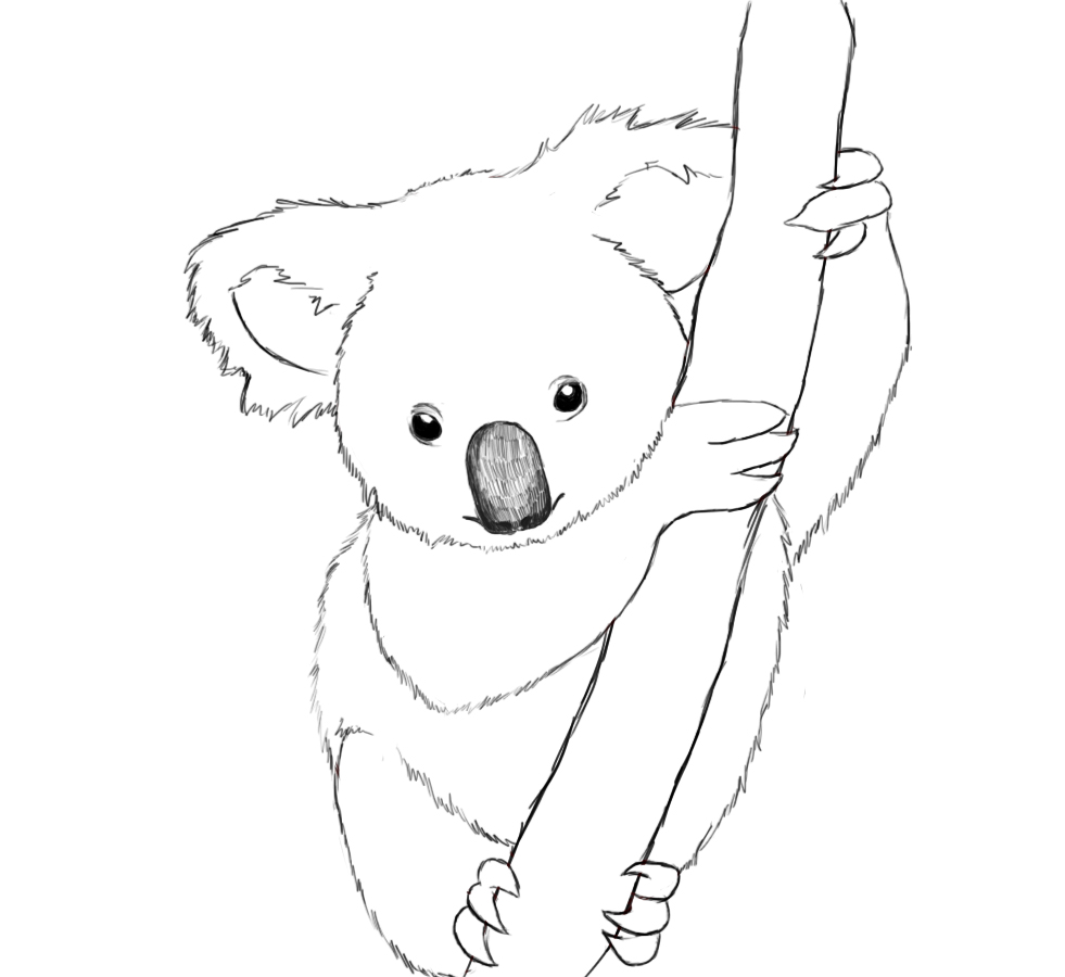 Download How To Draw A Koala - Draw Central