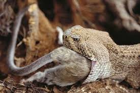 boa constrictor snake eating giant frog boa constrictor snake eating giant frog