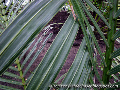 Nipah Palm (Nypa fruticans)