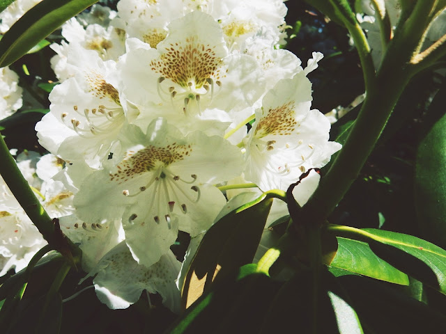 Haagan upea Alppiruusupuisto