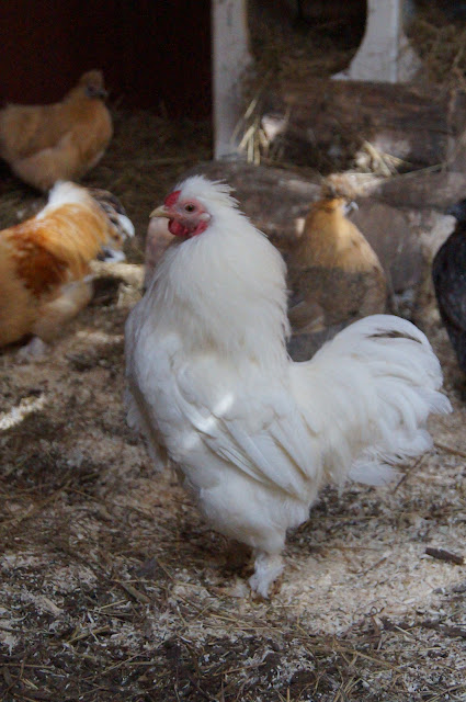 musta teini-ikäiset valkoinen kukko pieni kusipää iso kalu