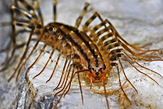 House Centipede Anatomy