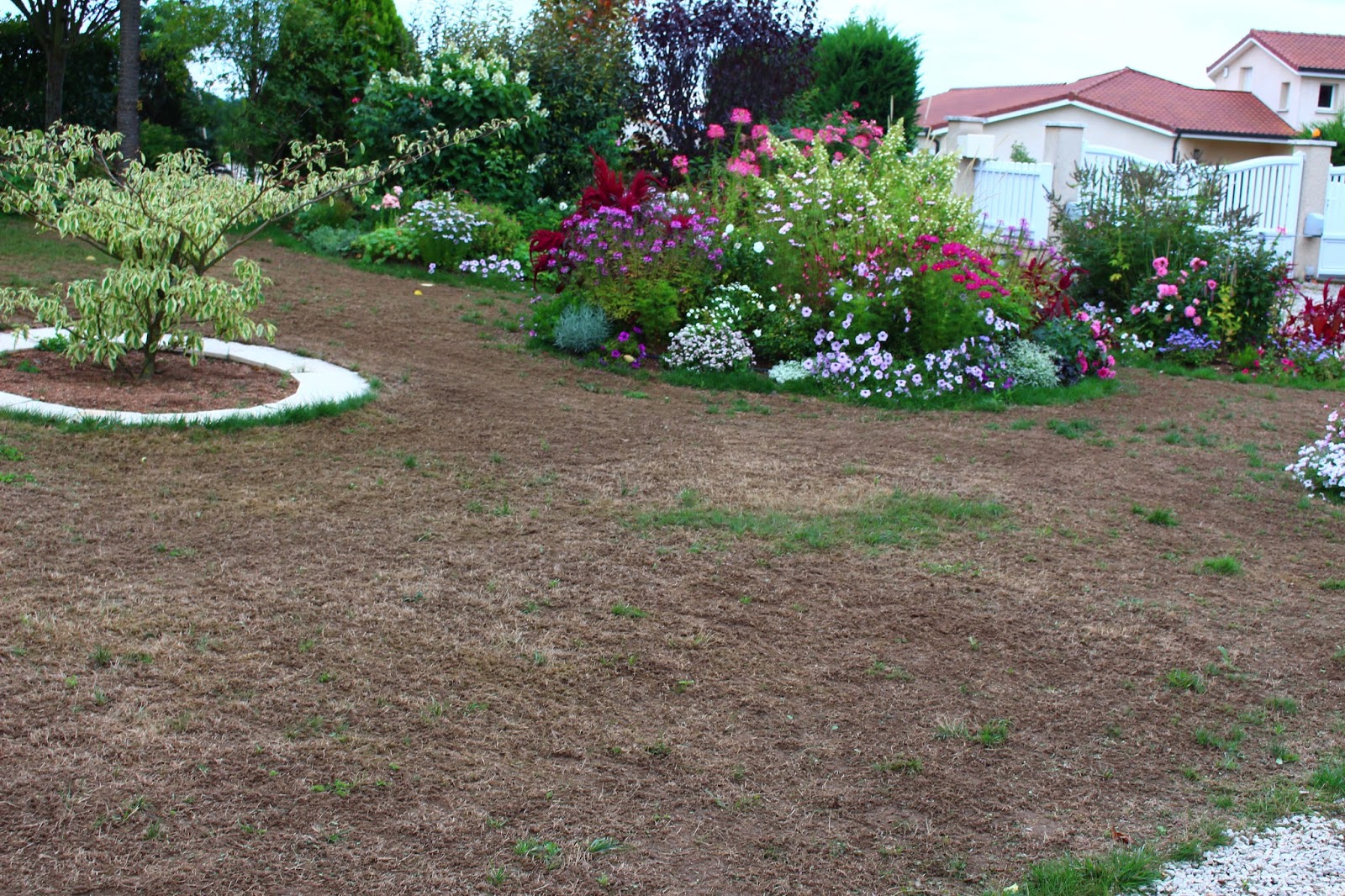 Roses Du Jardin Cheneland Spiraea Japonica Shirobana