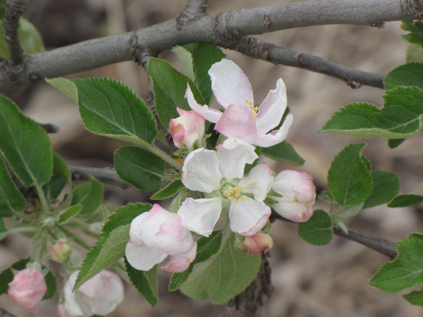 Beautiful Food Gardens My apple tree bloomed today!