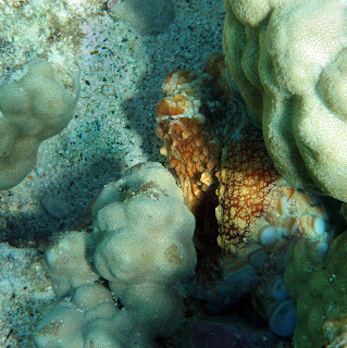 Octopus cyanea, Kona, Hawaii