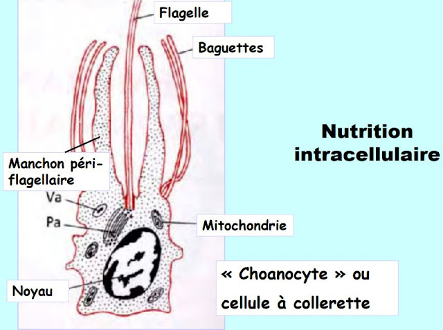 Nutrition intracellulaire
