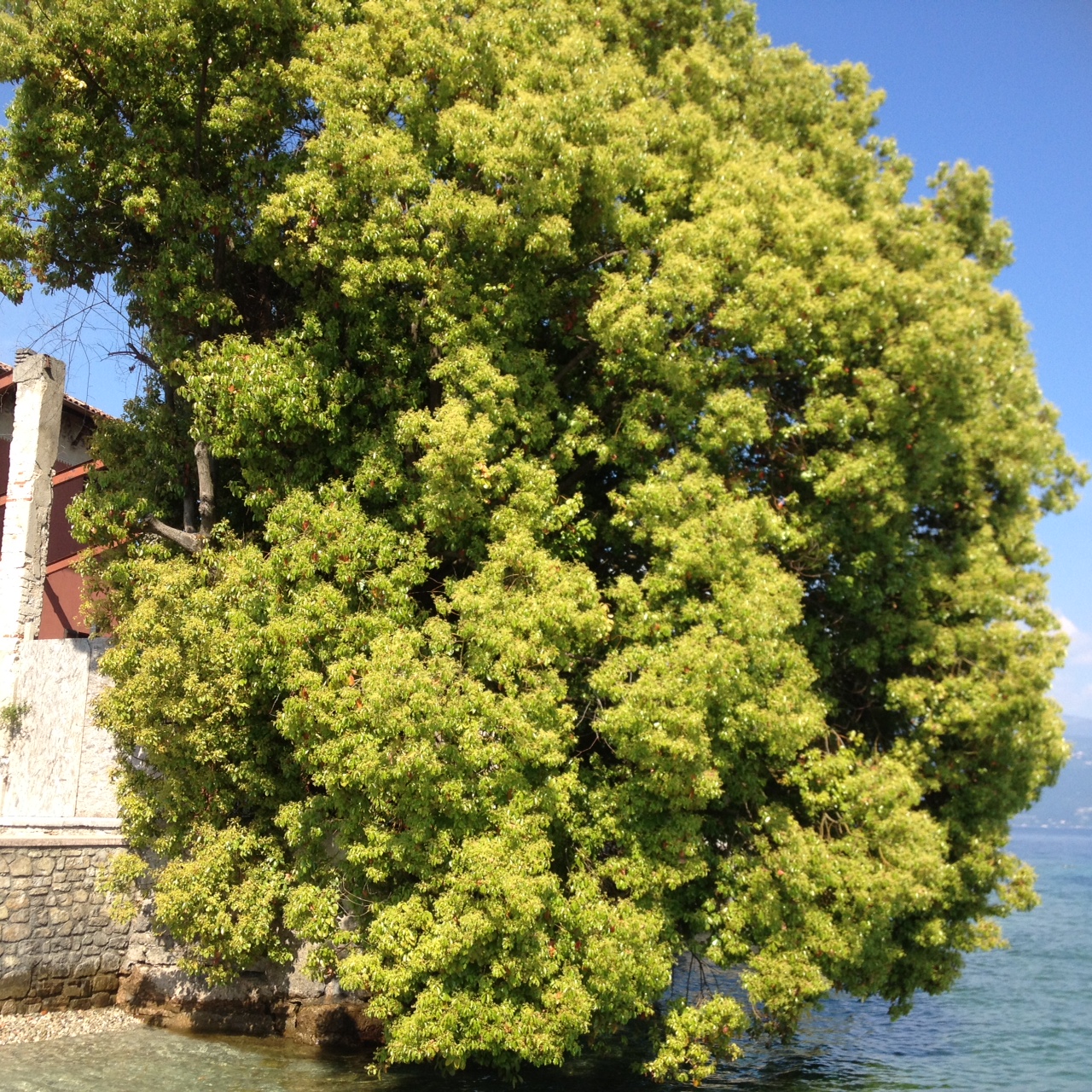 Storia di ToscolanoMaderno L'ALBERO DELLA CANFORA