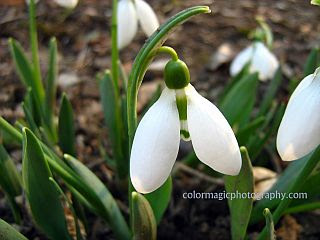 Snowdrop flowers-Galanthus