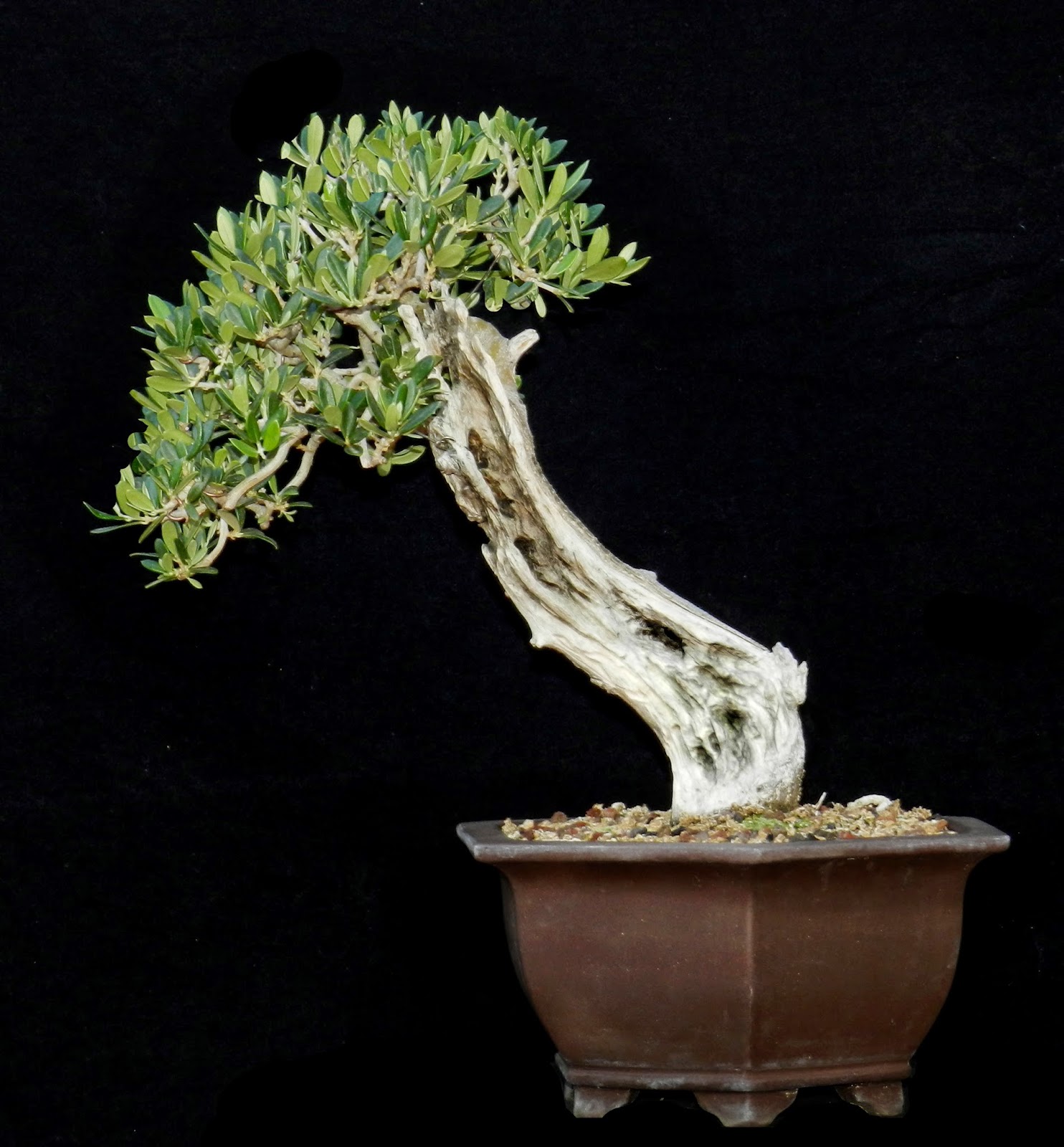 Cartagena Bonsai De palo a bonsai