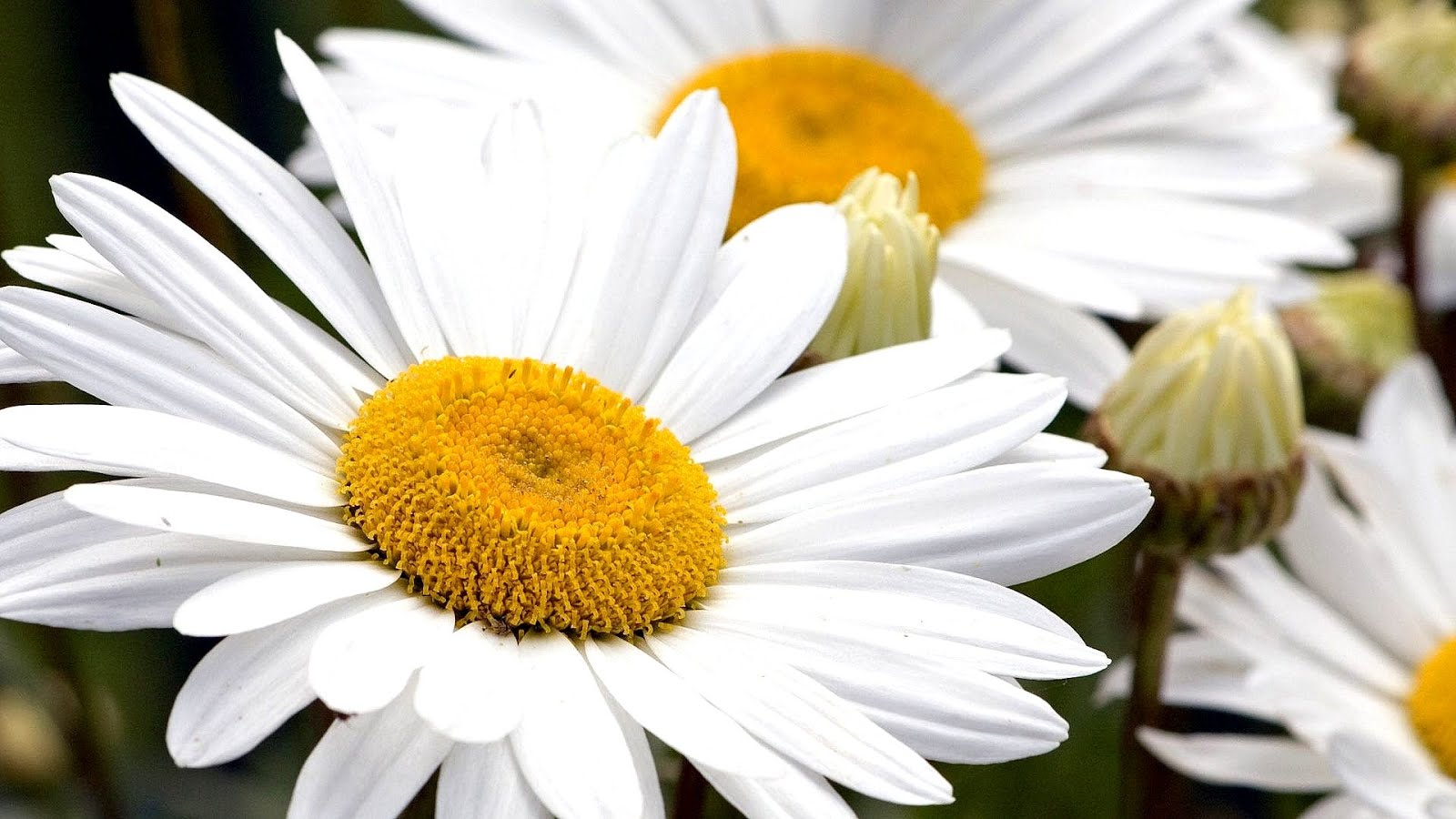 Yellow And White Daisy - Yellow Choices