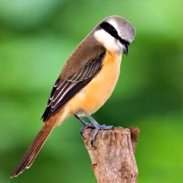 Daftar Harga Burung Kicau Terbaru Harga Pasaran Burung Kicau Murah