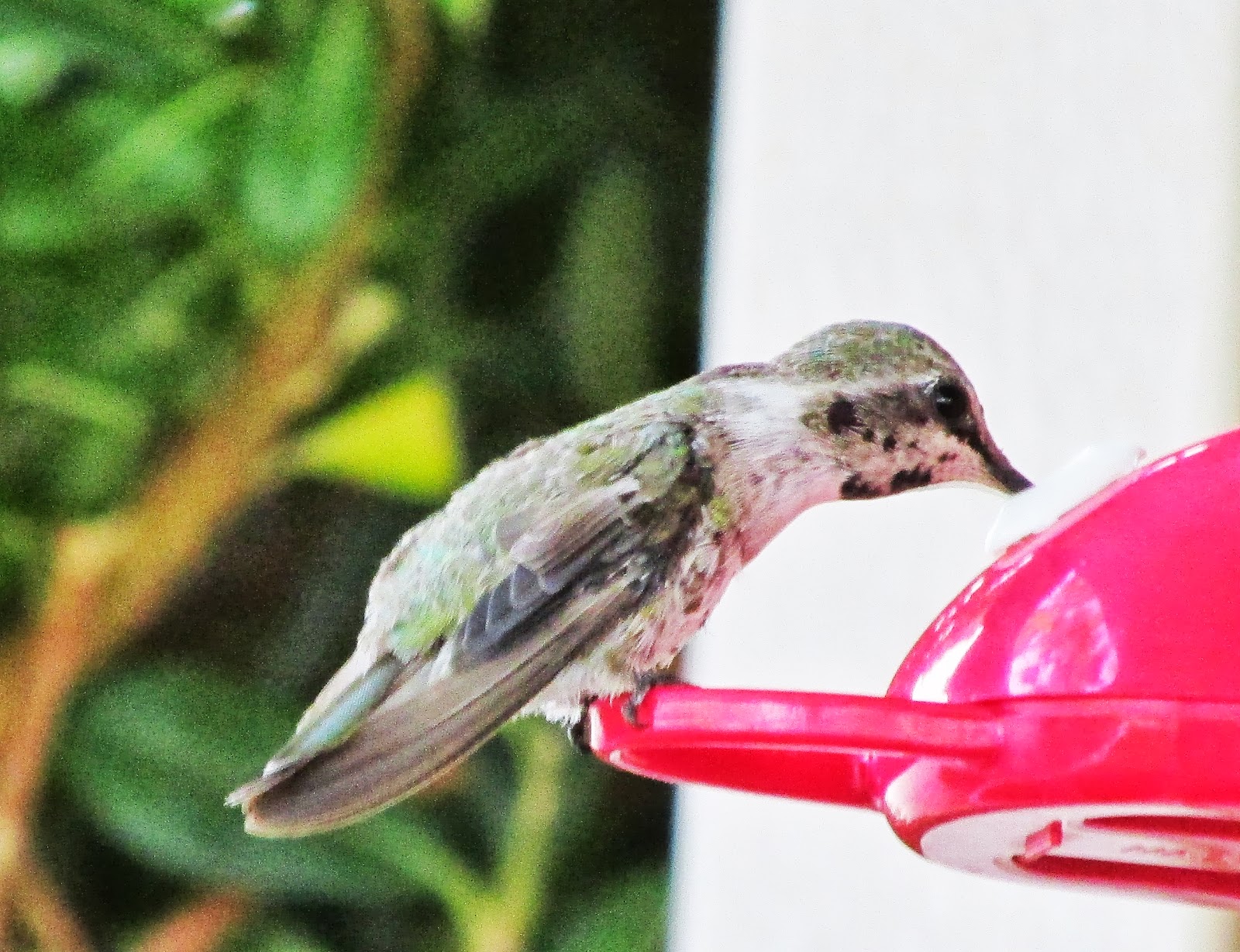 Hummingbirds In Las Vegas Hummingbird young of the year the majority