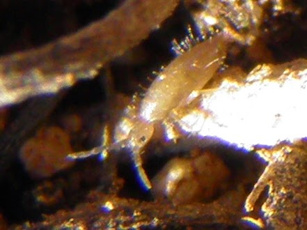 Arizona: Beetles, Bugs, Birds and more: Jumping Bugs