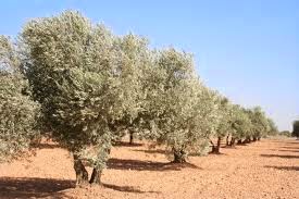 olivos en la cocina de la abuela