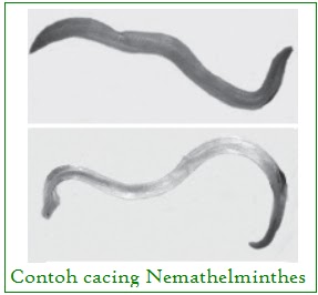 nemathelminthes contoh kelas am scos condiloame