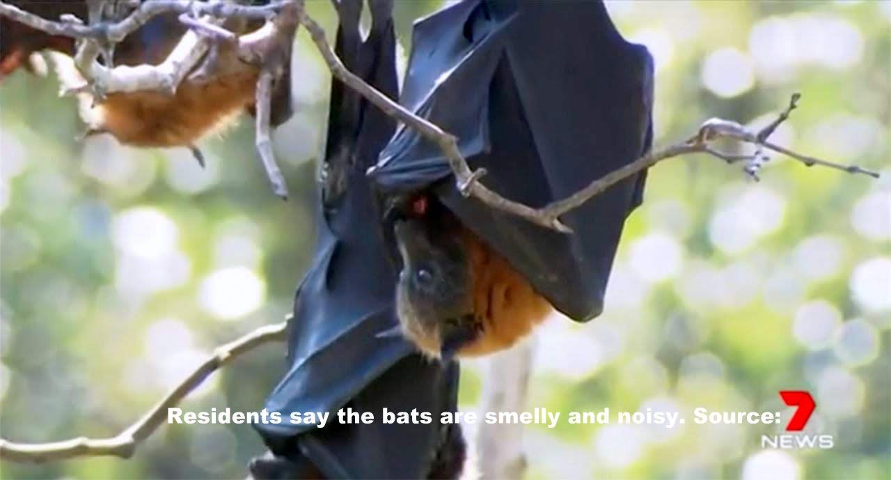 Bat Issues Too scared to play Residents fear for their health as