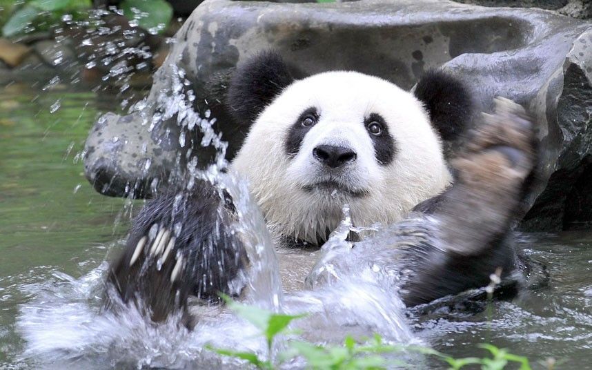 clipart panda swimming - photo #44