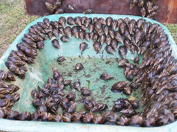 Instituto Ecomaris: Caramujo Africano (Achatina fulica)