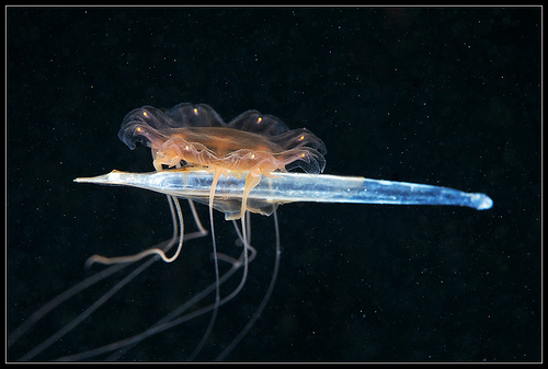 Info animales: CUBOMEDUSAS