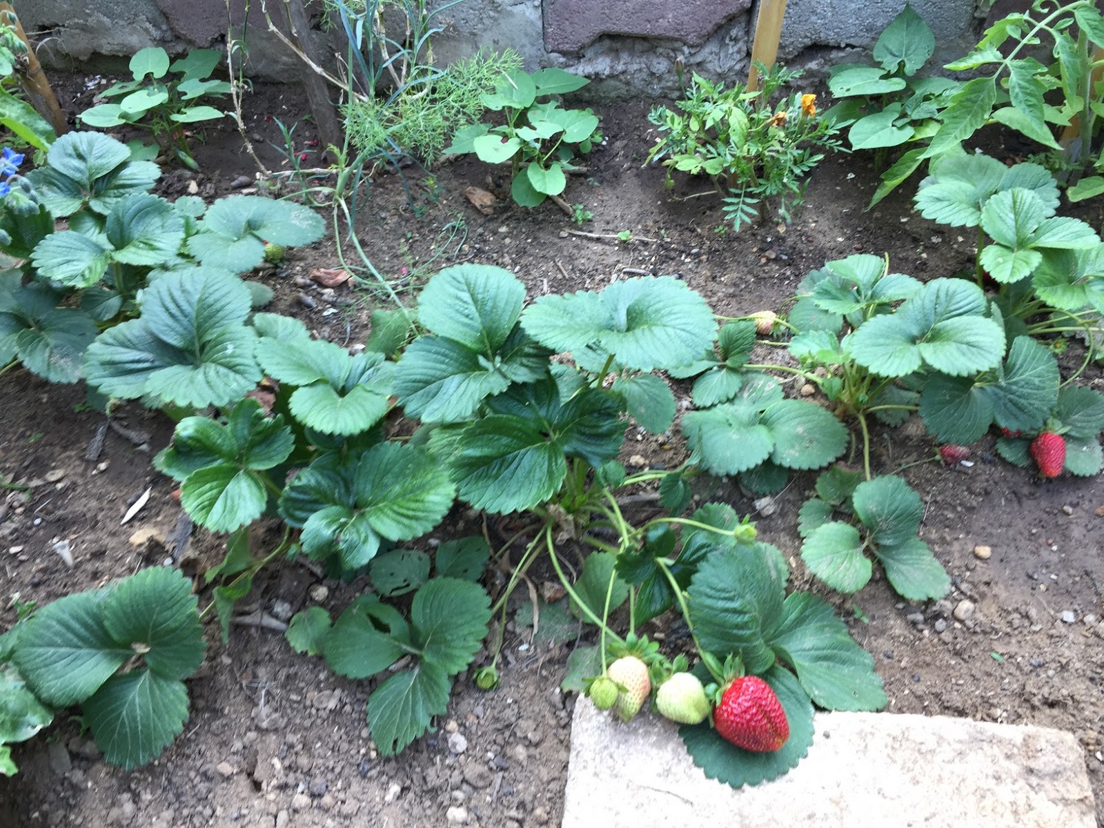 How To Grow Strawberries