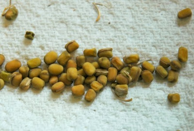 A group of sweet peas seeds on paper towel