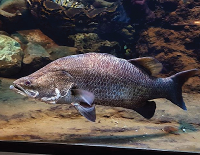 Barramundi Si Ikan Kakap Putih