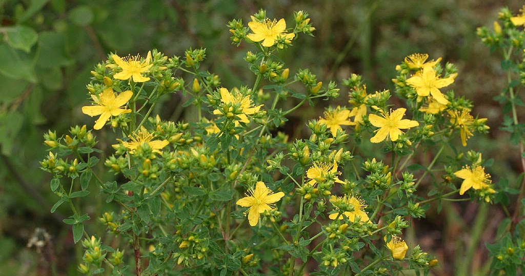 BBB Huile de millepertuis + conservation d'herbes BBB Huile de millepertuis + conservation d'herbes