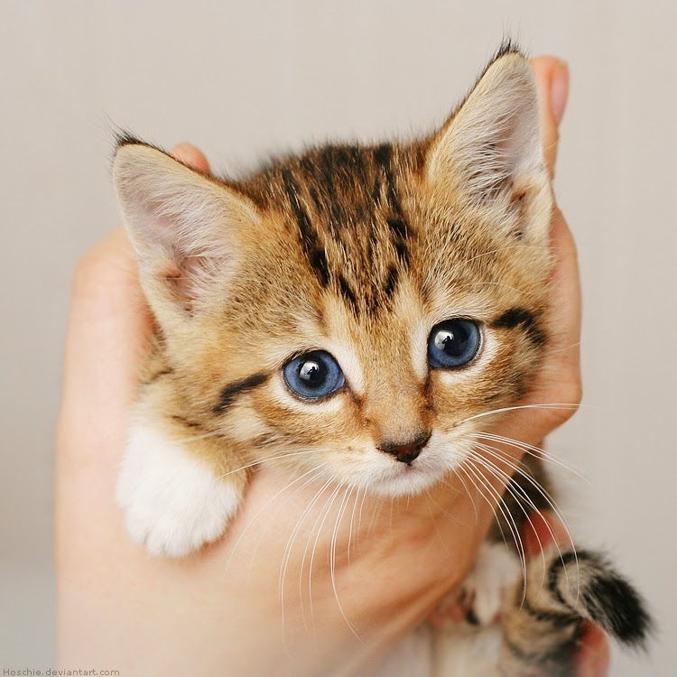 Piyaraan Ku: 6 Rahasia atau Mitos yang Terdapat Pada Kucing