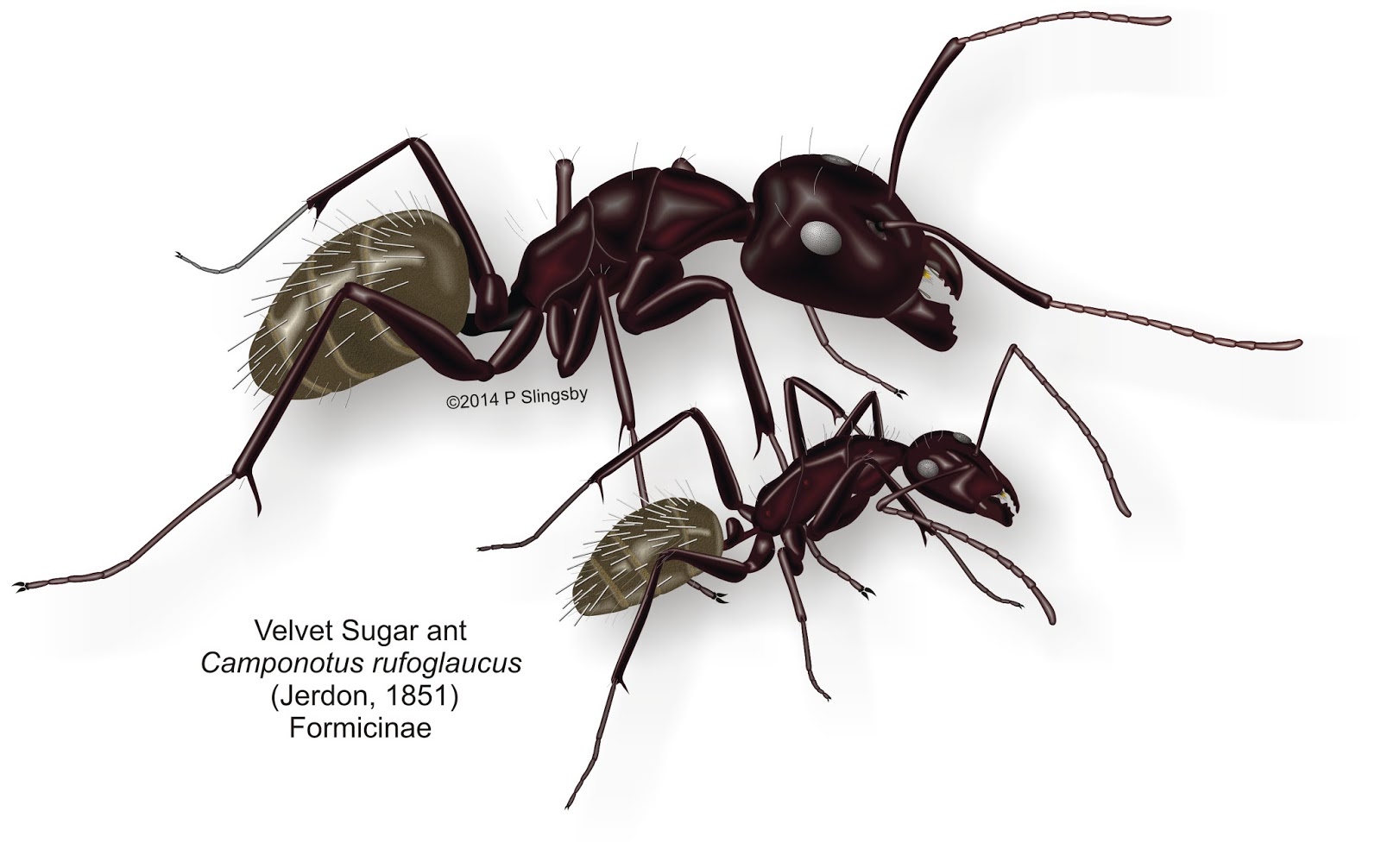 black ants in house south africa