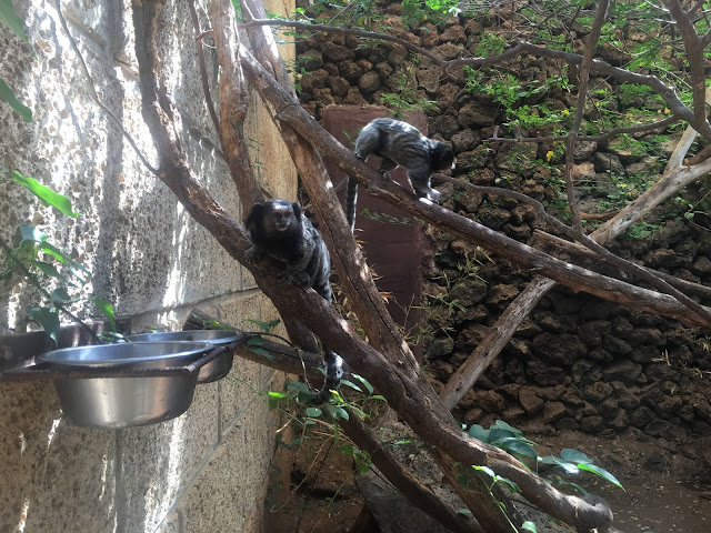 Monkey-park-los-cristianos-monkeys Monkey-park-los-cristianos-monkeys