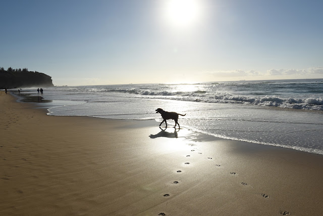 dog beach