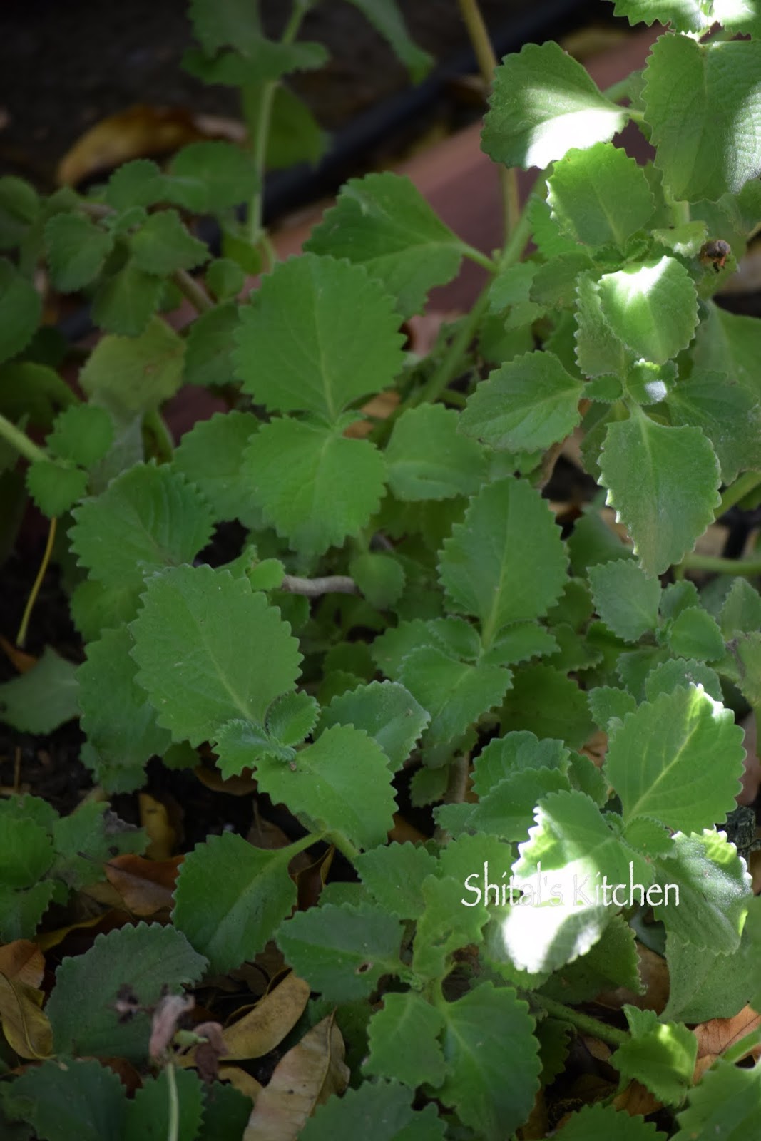 Shital'sKitchen Ajwain Pakora Chaat