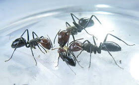 Majors, median and minor of Camponotus saundersi