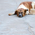 Canine Cancer Resources