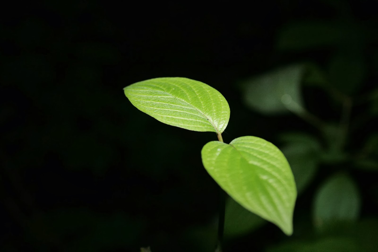 Wallpapers калатея. цветы которые закрываются на ночь. домашний цветок закрывающийся на ночь. цветок который на ночь складывает листья. цветок ночная бабочка кислица.