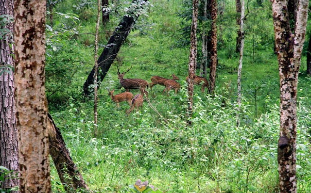 Image result for sathyamangalam wildlife sanctuary