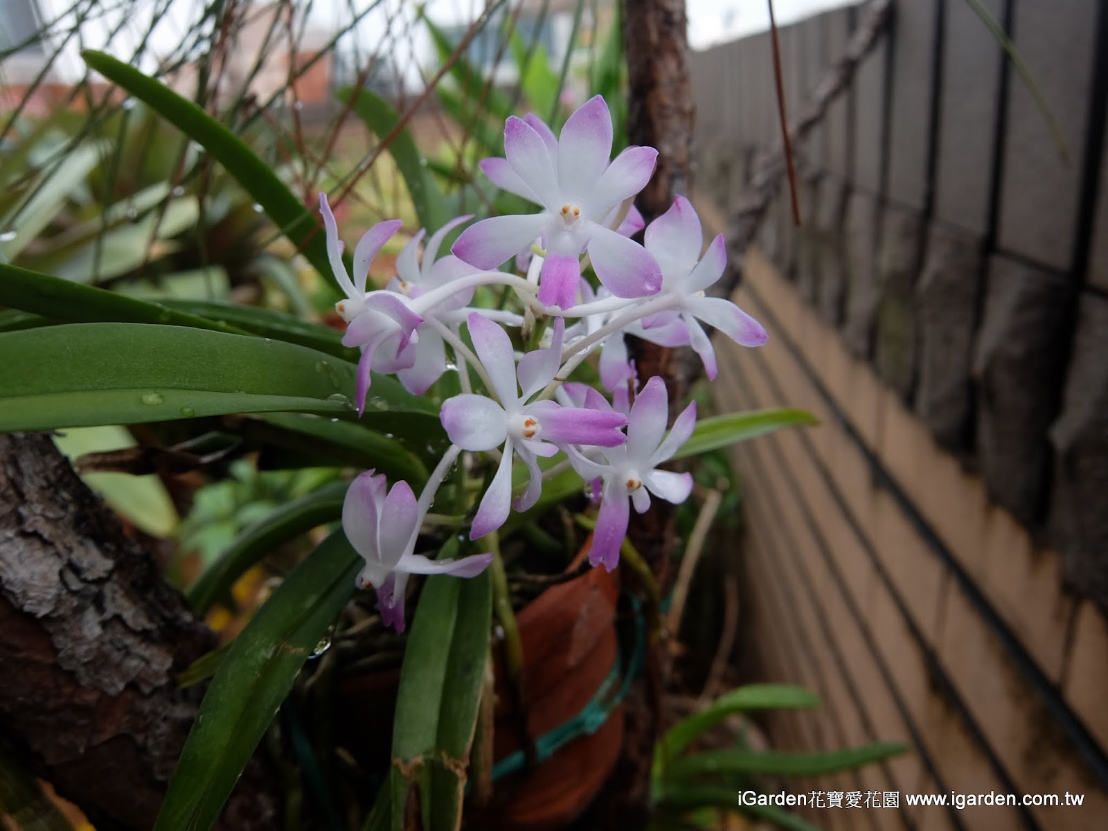 八月開花植物 2016年8月igarden 頂樓花園實錄 園藝部落格 Igarden 花寶愛花園園藝文摘plus