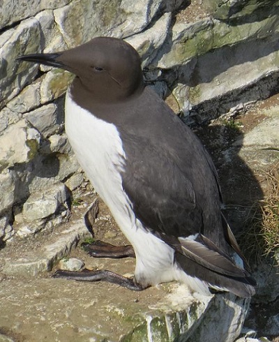 Guillemot