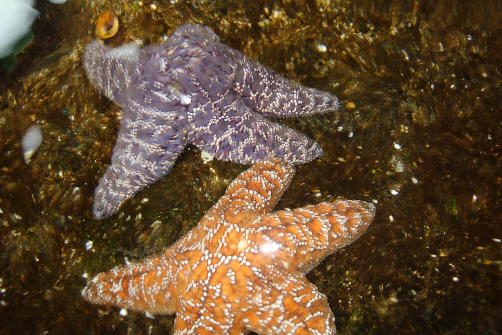 Kamp Kyburz Aquarium in Crescent City, California