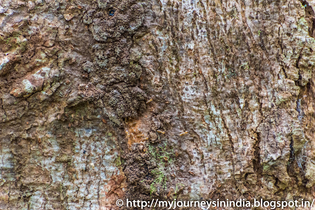 Thattekad Tree Termites