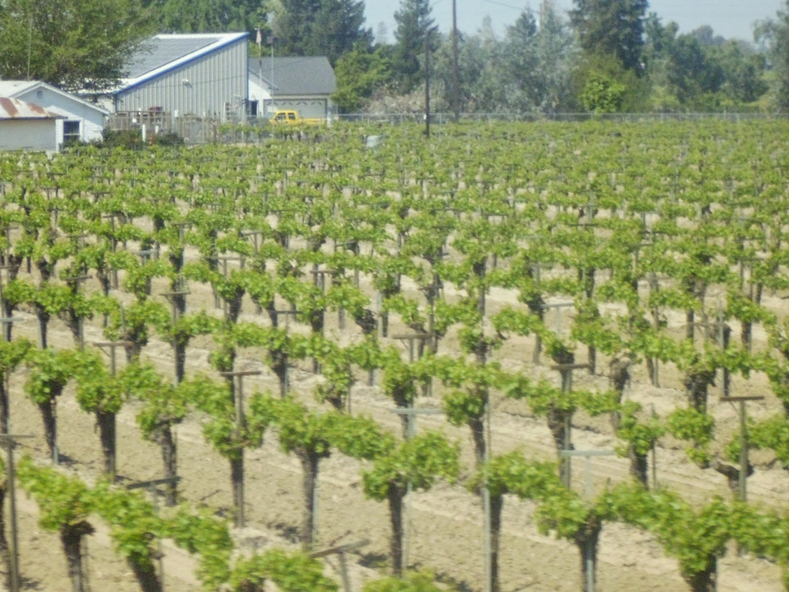 Central Valley Vineyard 2