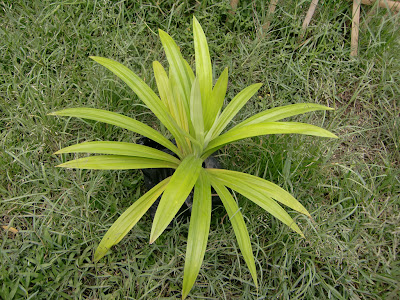 Ornamental Plant