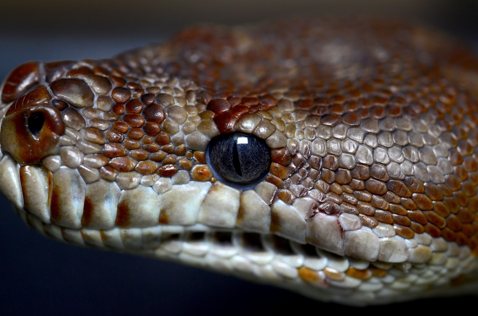 Глаза питона. Глаз змеиного питона. Глаза змей. Глаза гадюки. Морда змеи.