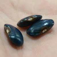 Three black dry beans, with an almost bluish shine in the light.