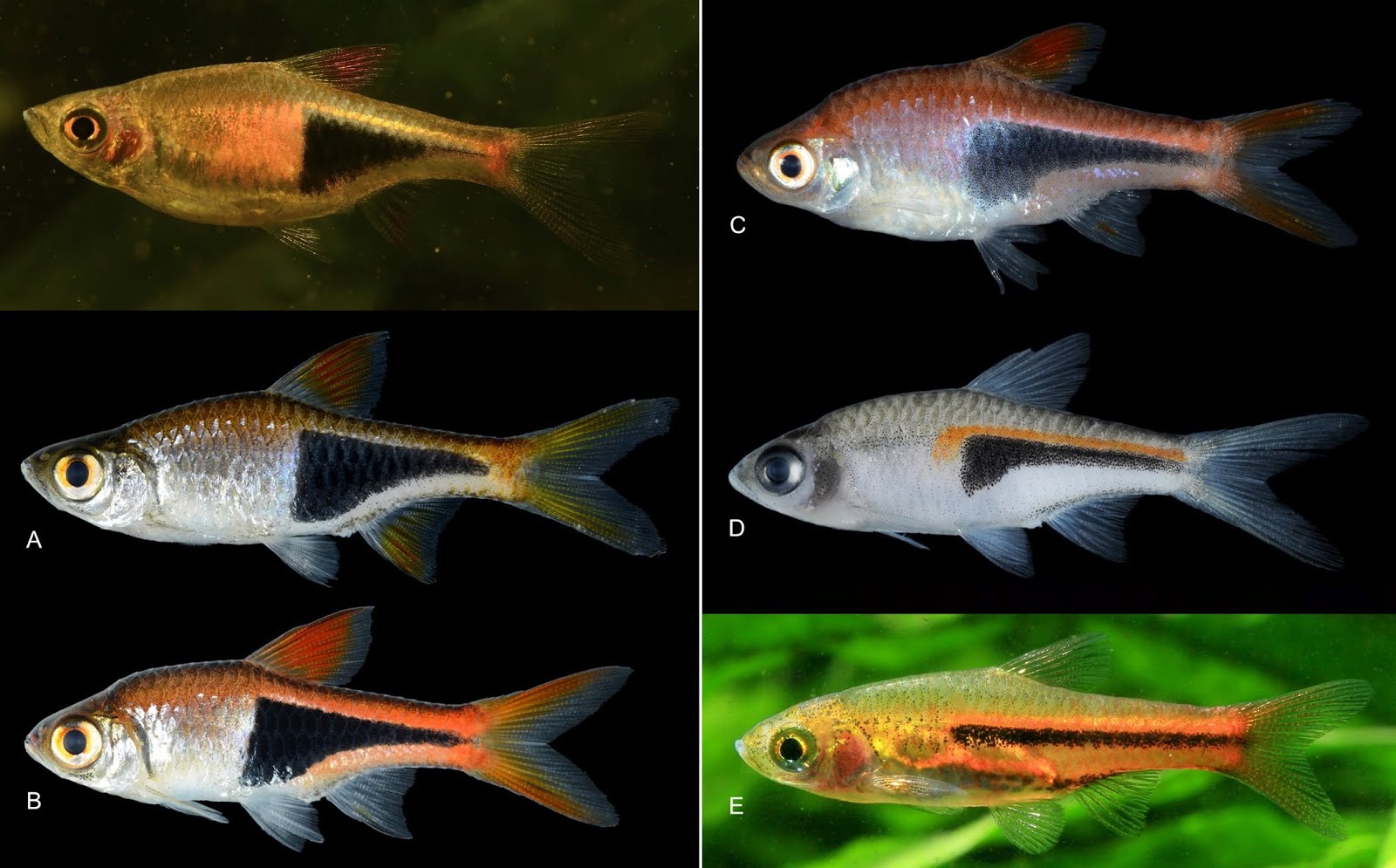 Species New to Science [Ichthyology • 2020] Trigonostigma truncata • A