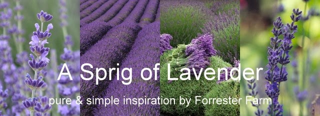 A Sprig of Lavender