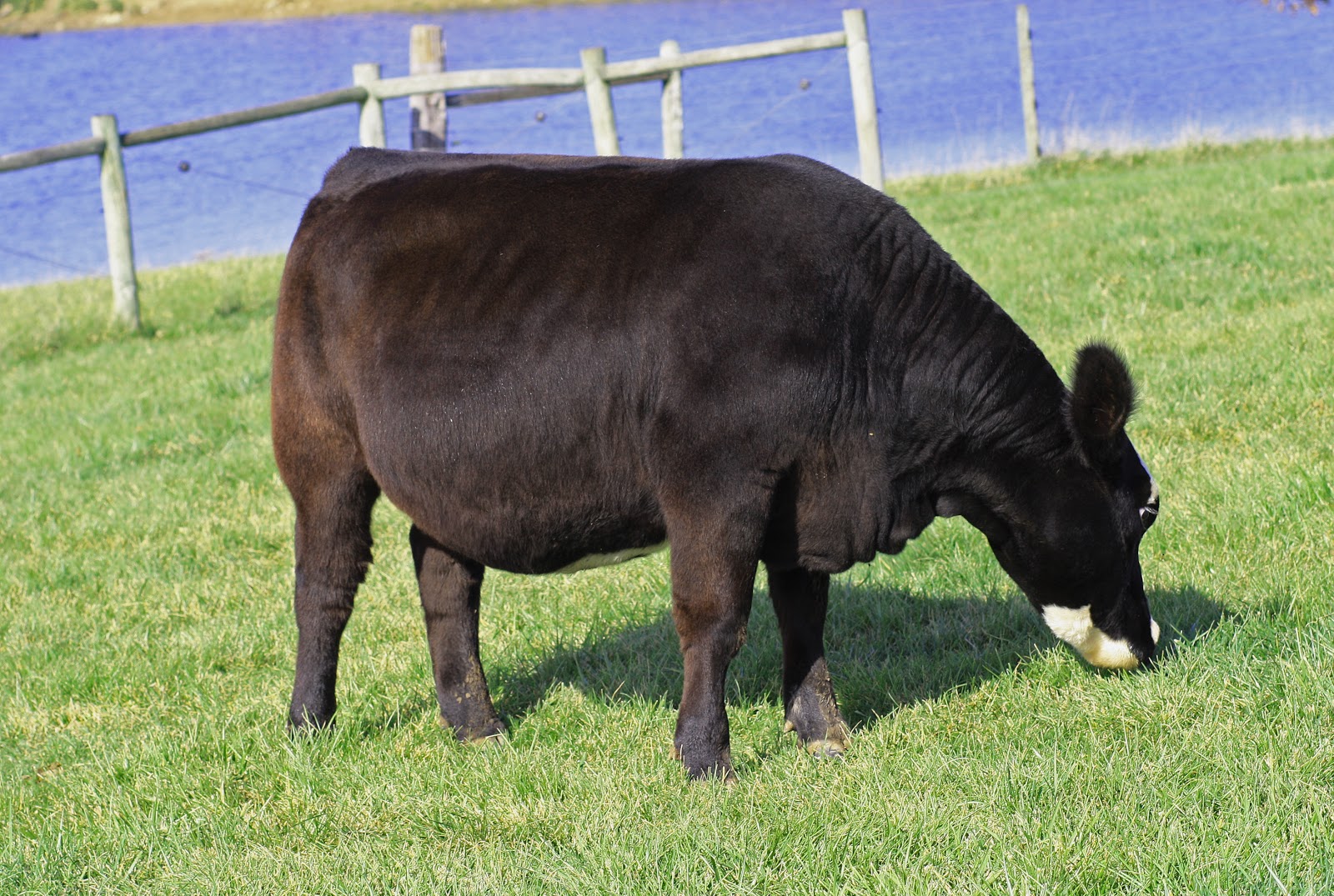 Holtkamp Cattle Co: If your looking for belly and baldies.