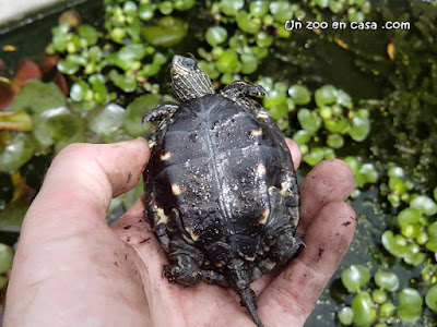 Mauremys rivulata - Western Caspian Turtle