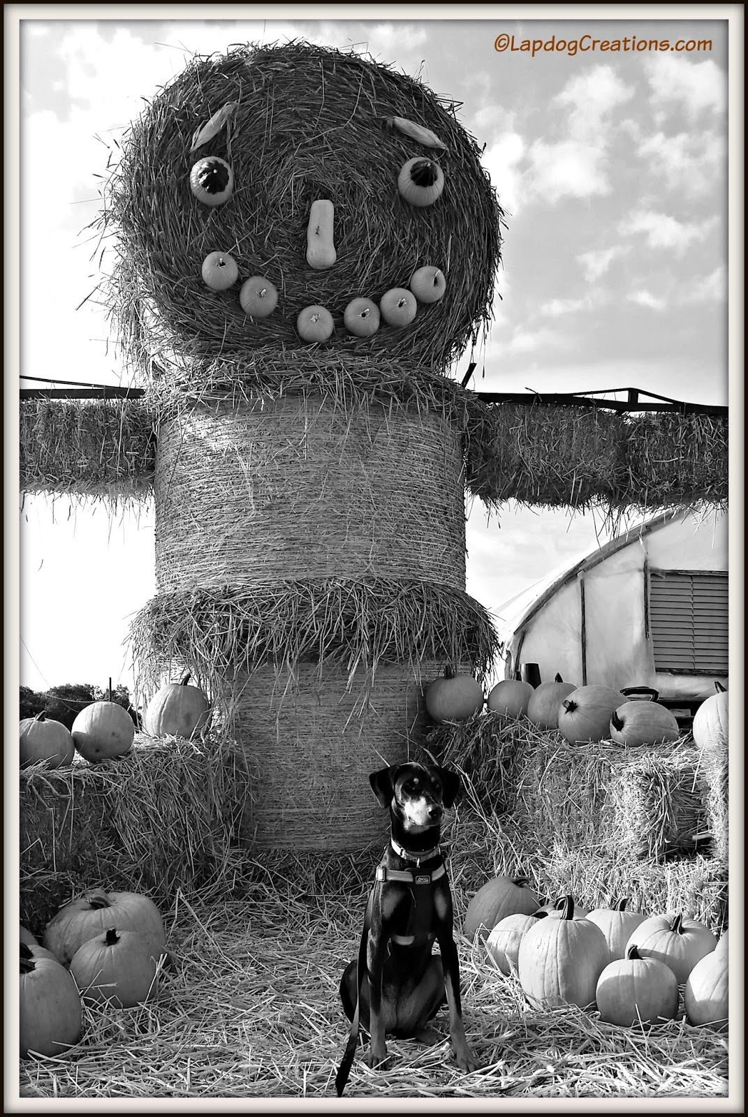 Lapdog Creations Hay Man, Corn Maze Fun BlackAndWhiteSunday