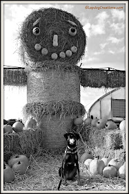 doberman puppy with giant hay man and pumpkins